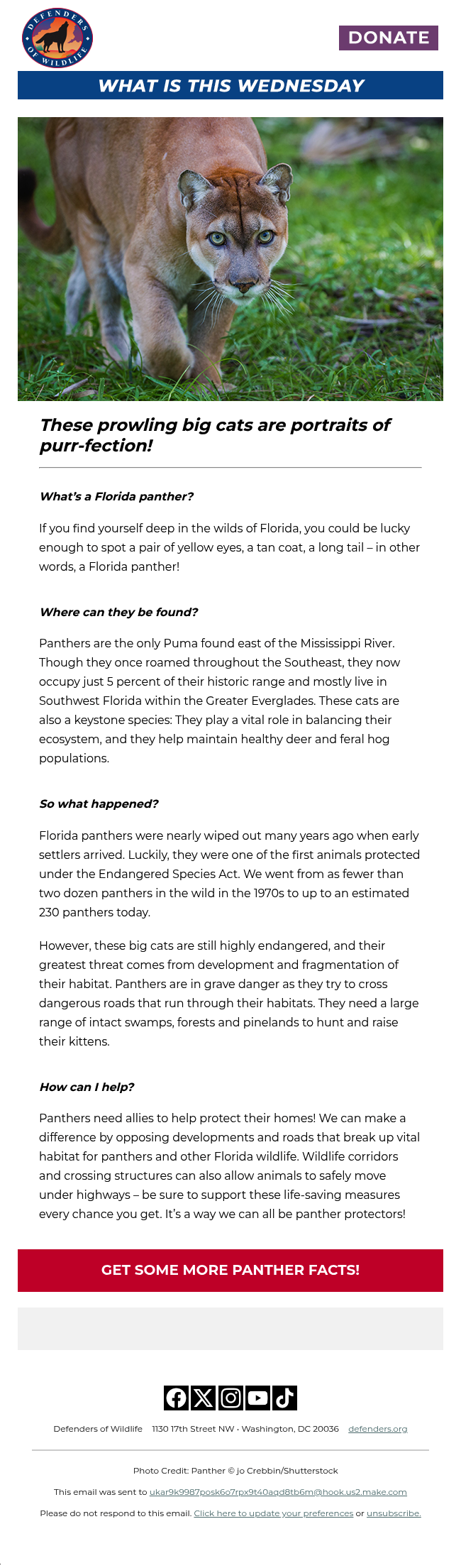 Are you a panther superfan? 😺