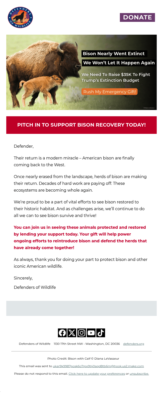 The return of bison is a modern miracle