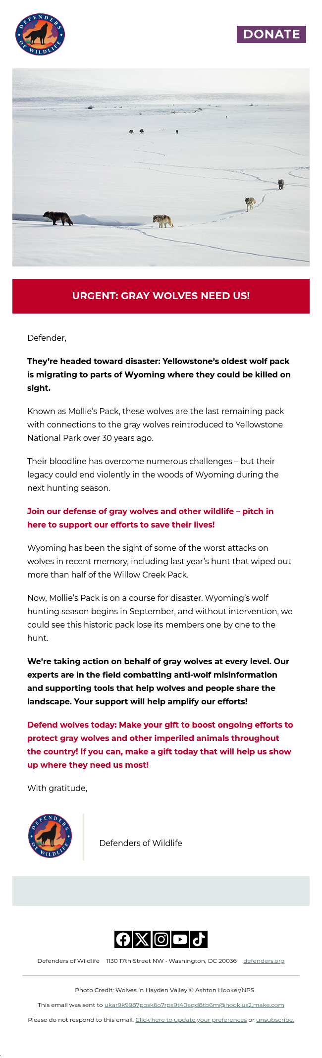 Yellowstone’s wolves are walking into a death trap