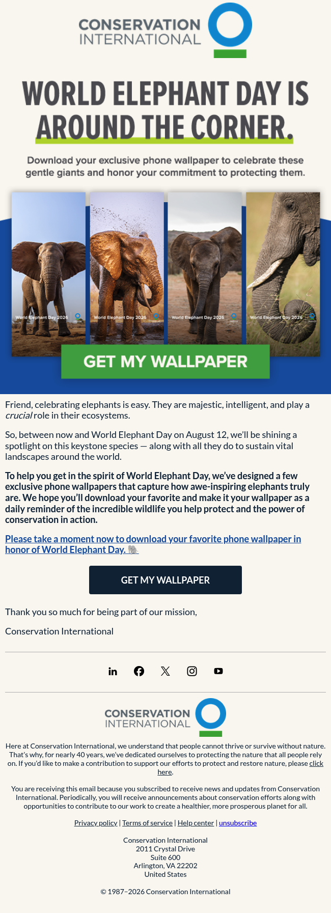 Meet the elephants competing for a spot on your home screen